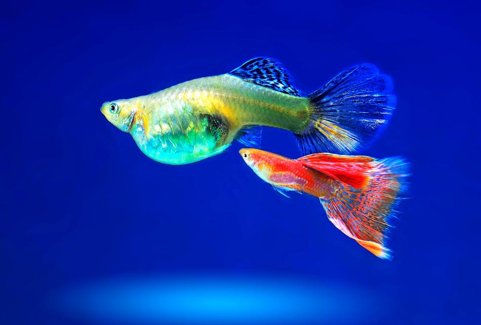 Aquarium Ornamental Fish