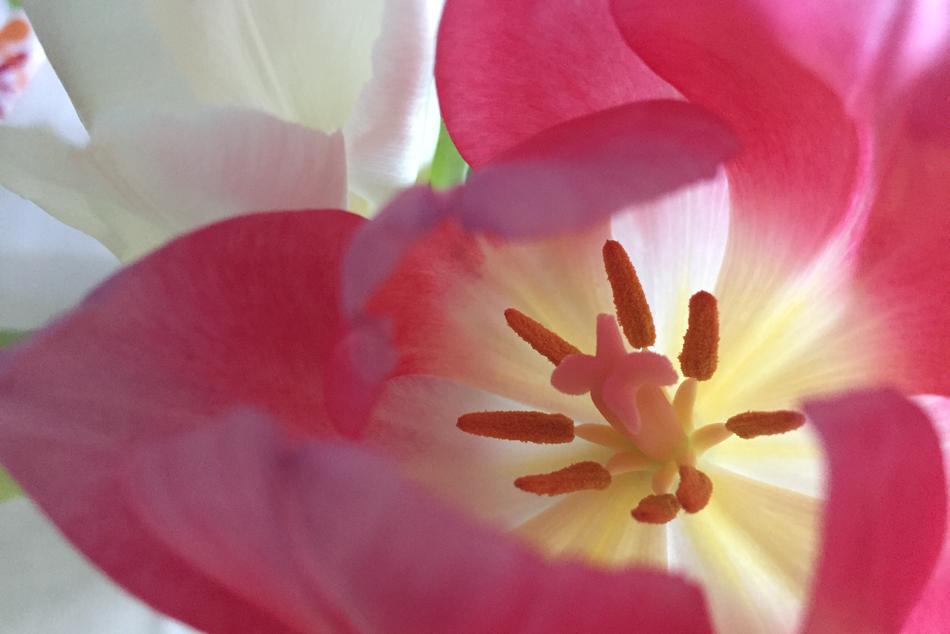 close up of a gorgeous pink flower