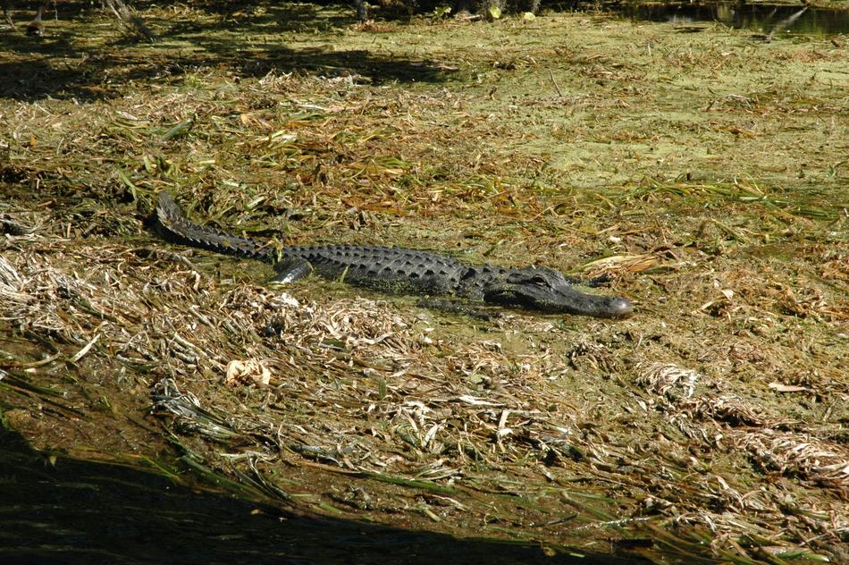 Silver Springs Alligator Florida