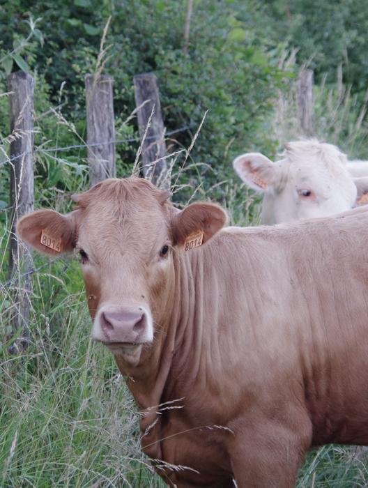 Cow Field