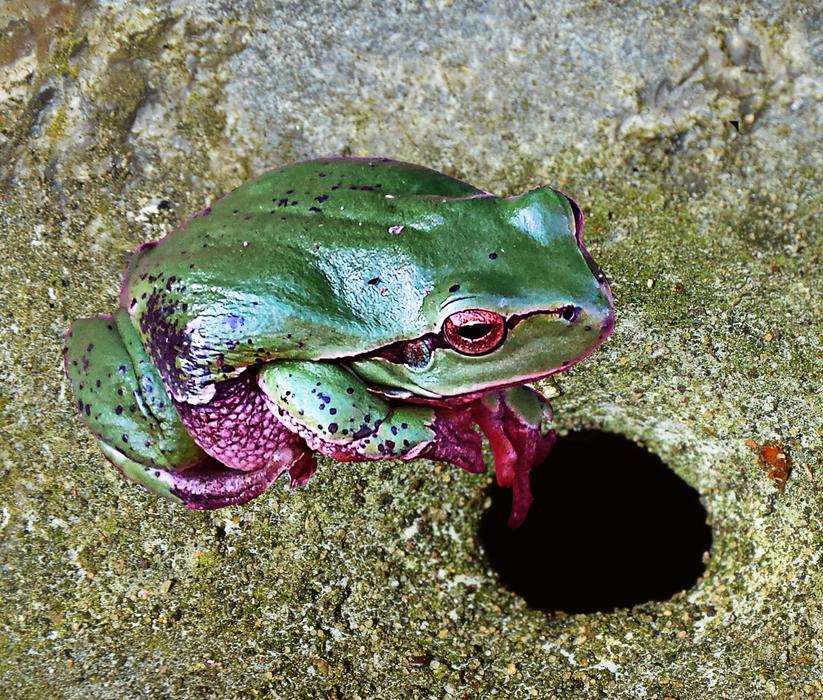 Tree Frog Green