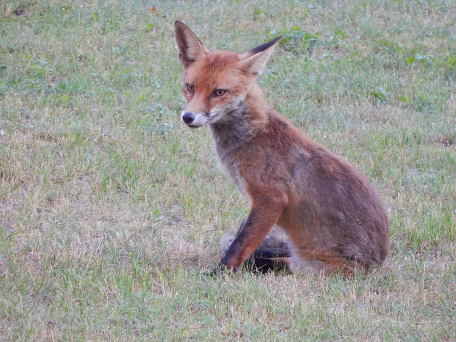Fuchs Forest Animals Predator