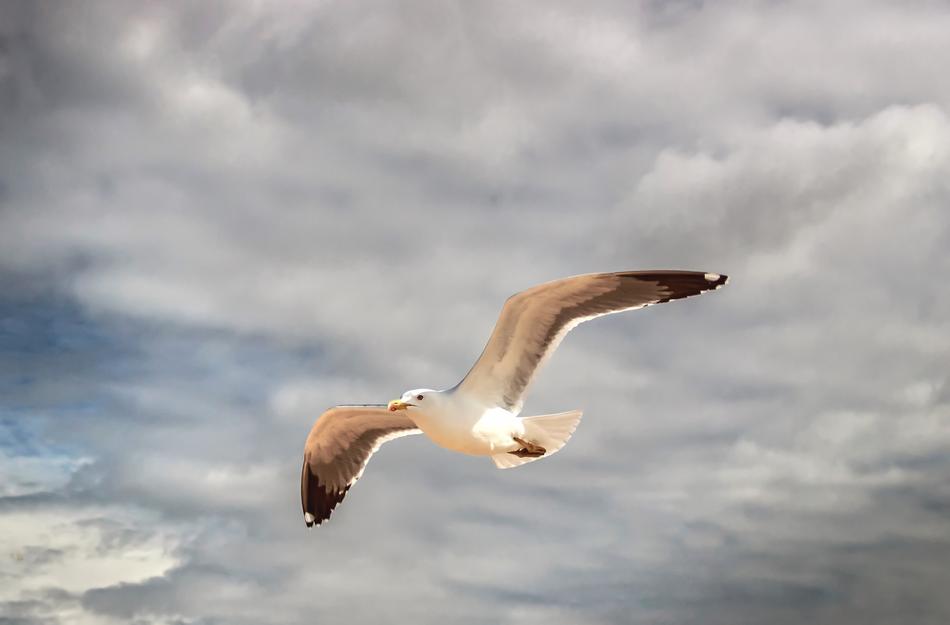 Seagull Algarve