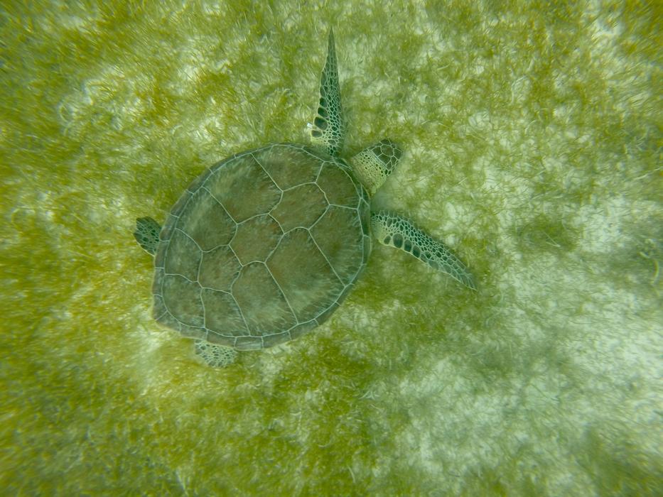 Turtle Mexico Caribbean
