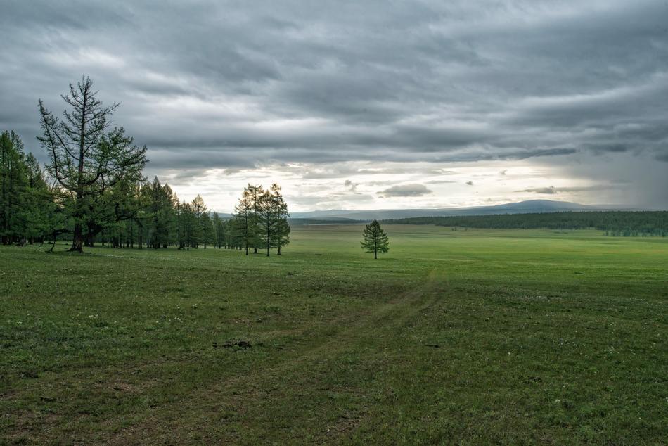 Landscape Meadow And Forest Tiger