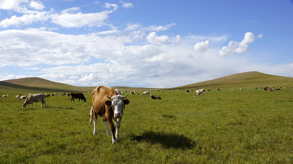 Prairie Herd Blue