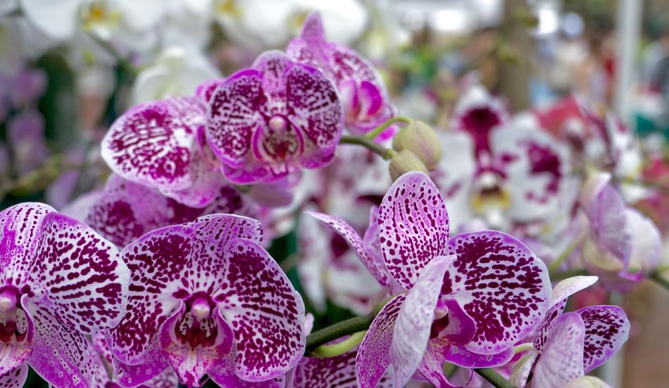 Flowers Purple