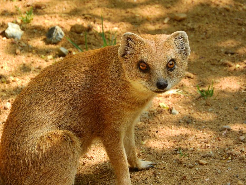 funny wild animal