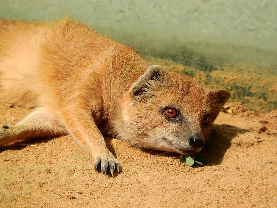 Mongoose Fox Cynictis