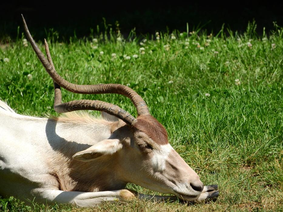 Addax Adax Nasomaculatus Long