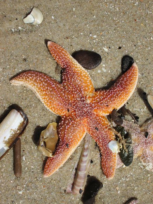 Starfishes on Beach