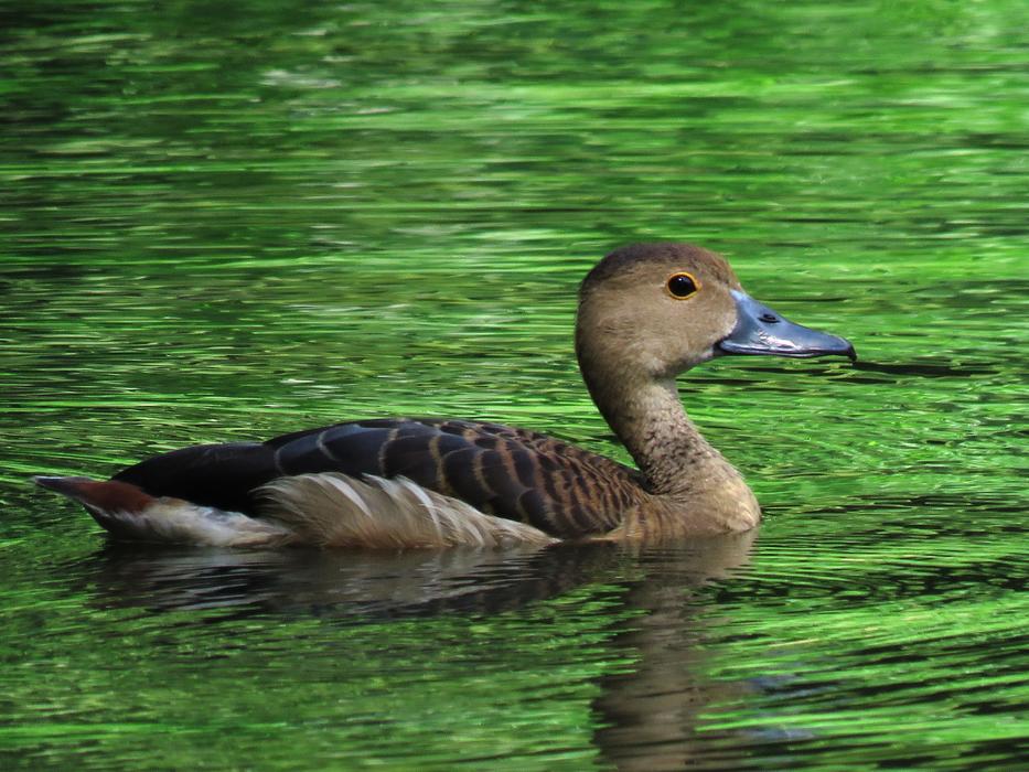 Duck Swimming