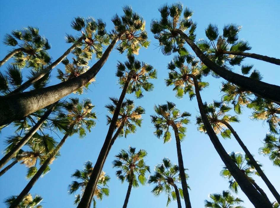 Tropical Palms Malaga Costa Del