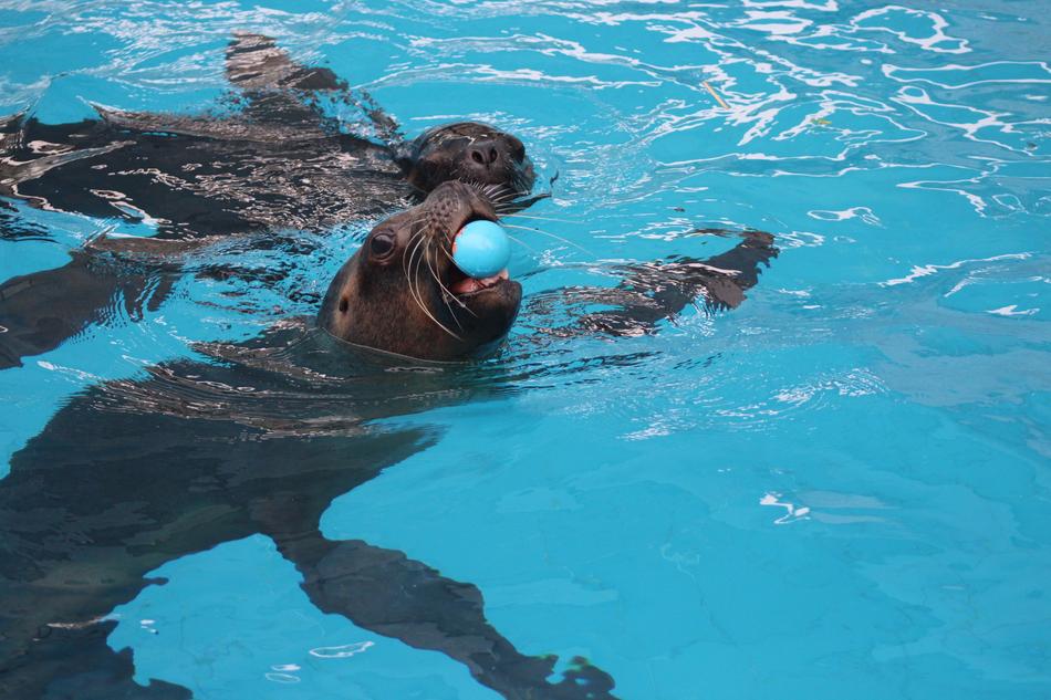 funny seals with a blue ball
