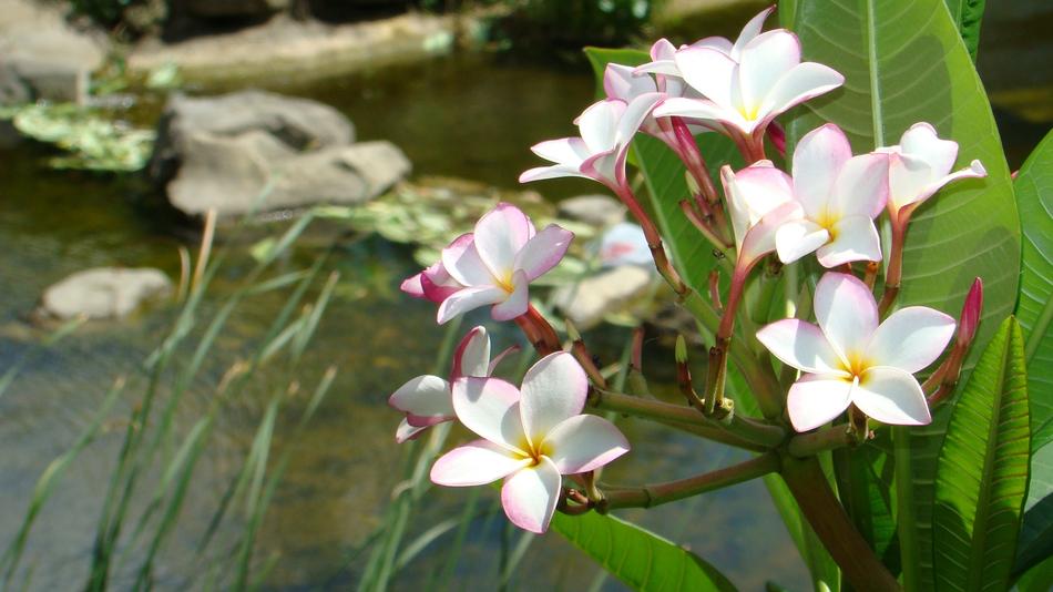 Plumeria The Far East Hkust