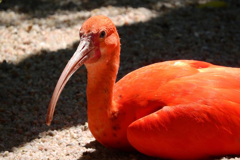 Ibis Red Eudocimus Ruber The South