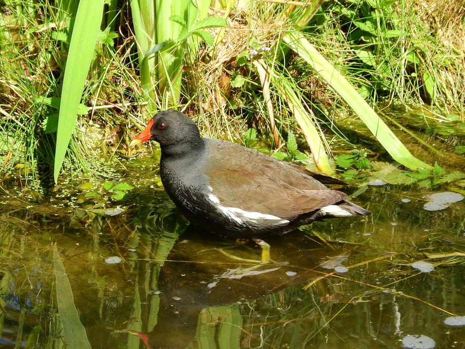 The Moorhen Gallinula Chloropus