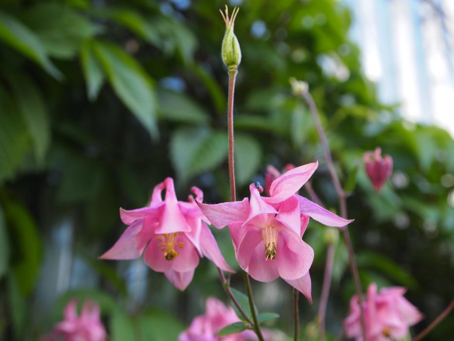 Flowers Garden