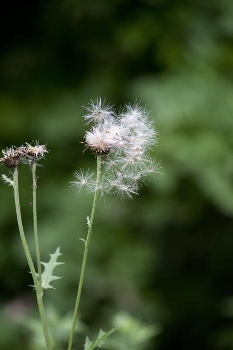 Seeds Thistle Botanical