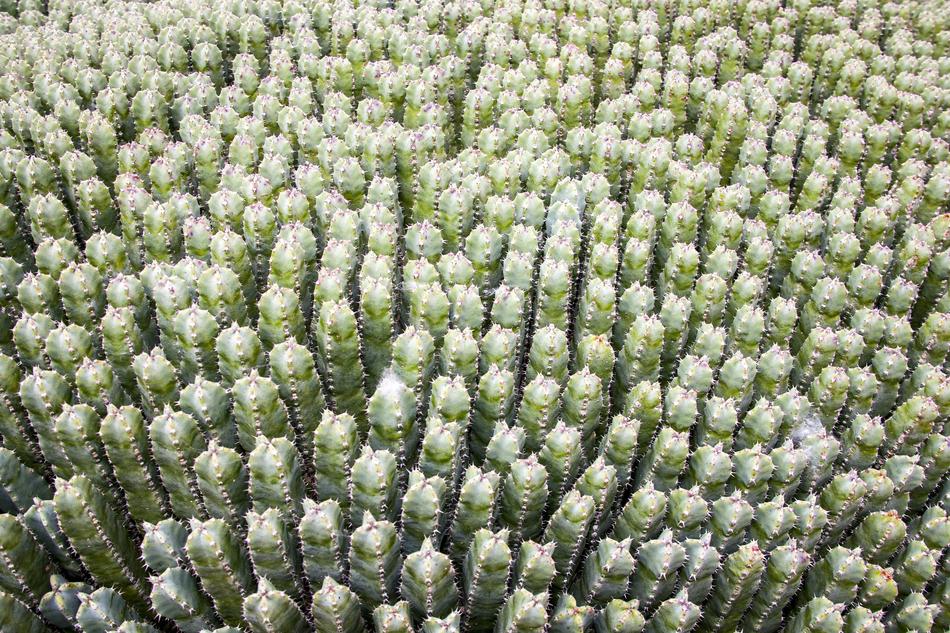 Cactus Green Garden Botanical