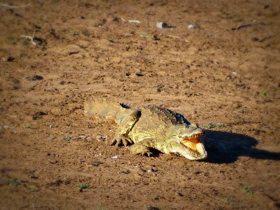 Africa Crocodile