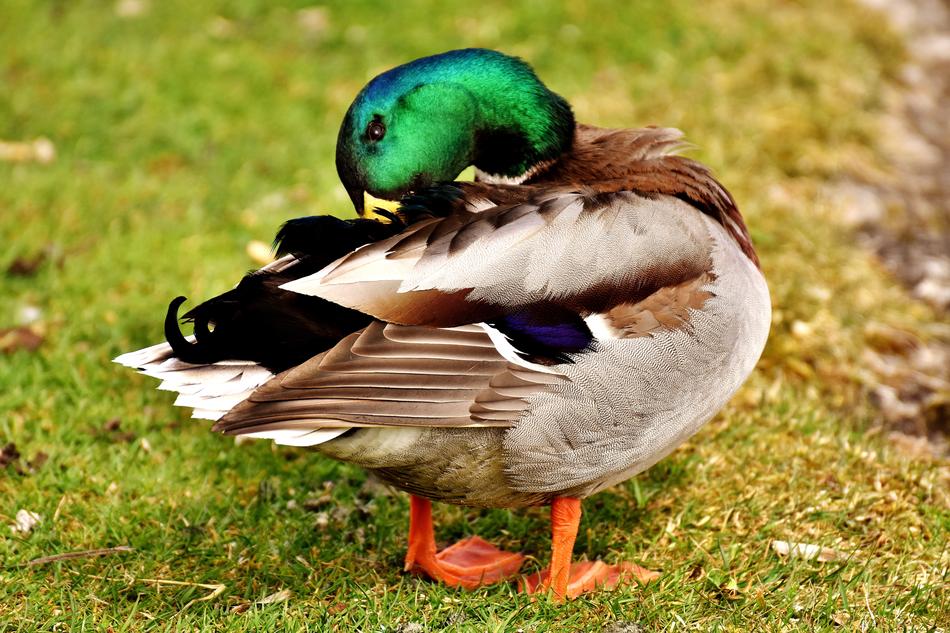 Colorful Mallard Drake free image download