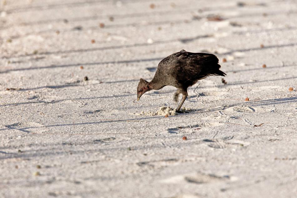 Megapodius bird in the nature of Indonesia