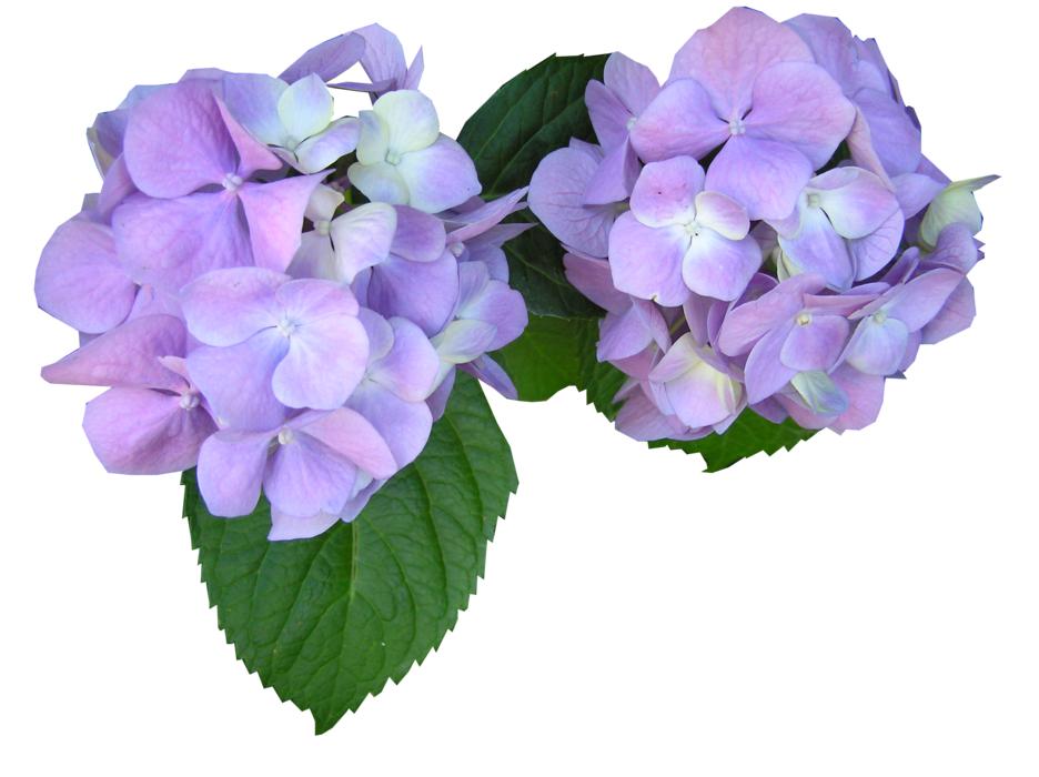 Mauve Flowers Cut