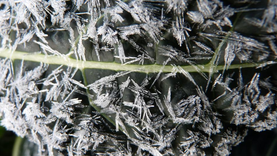 Kale Leaf Frosty