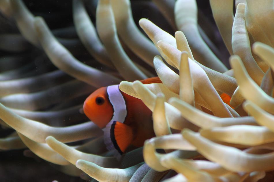 Clown Anemone Fish