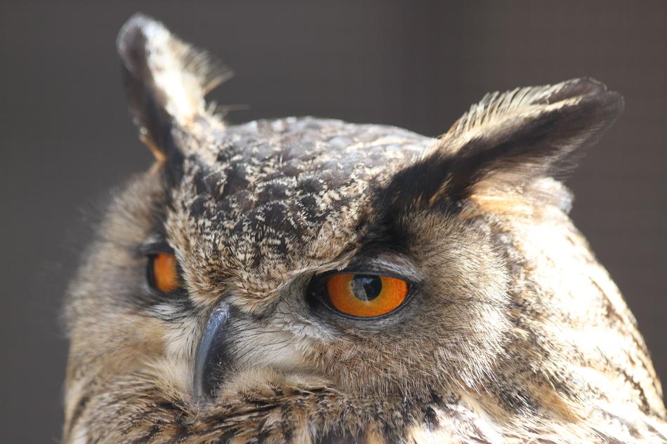 Owl Screech-Owl