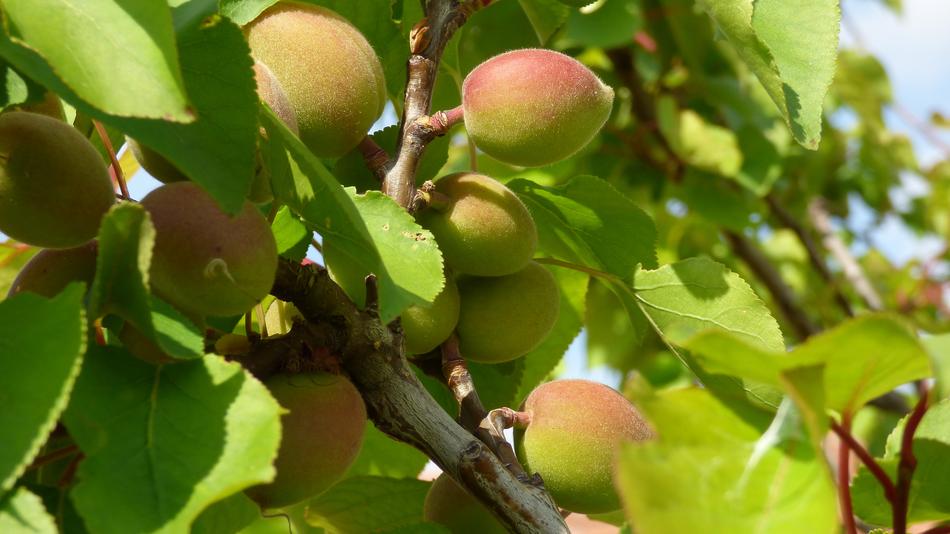 healthy fruits in the foliage