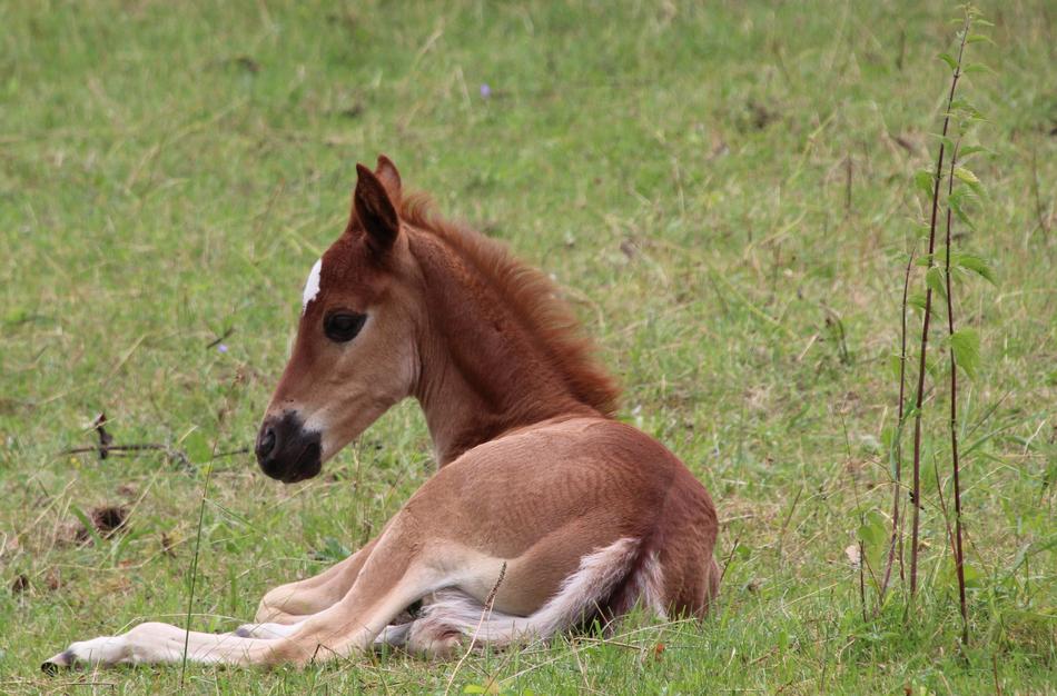 Foal Lying Horse