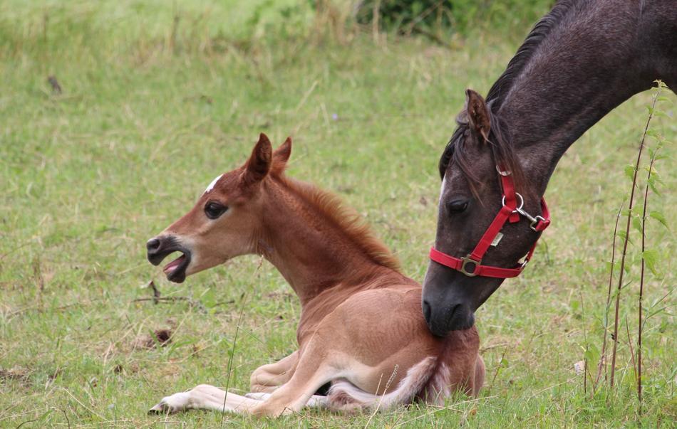 Foal Lying Horse
