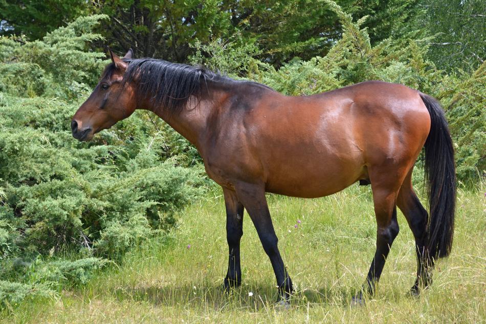 brown beautiful horse in green grass