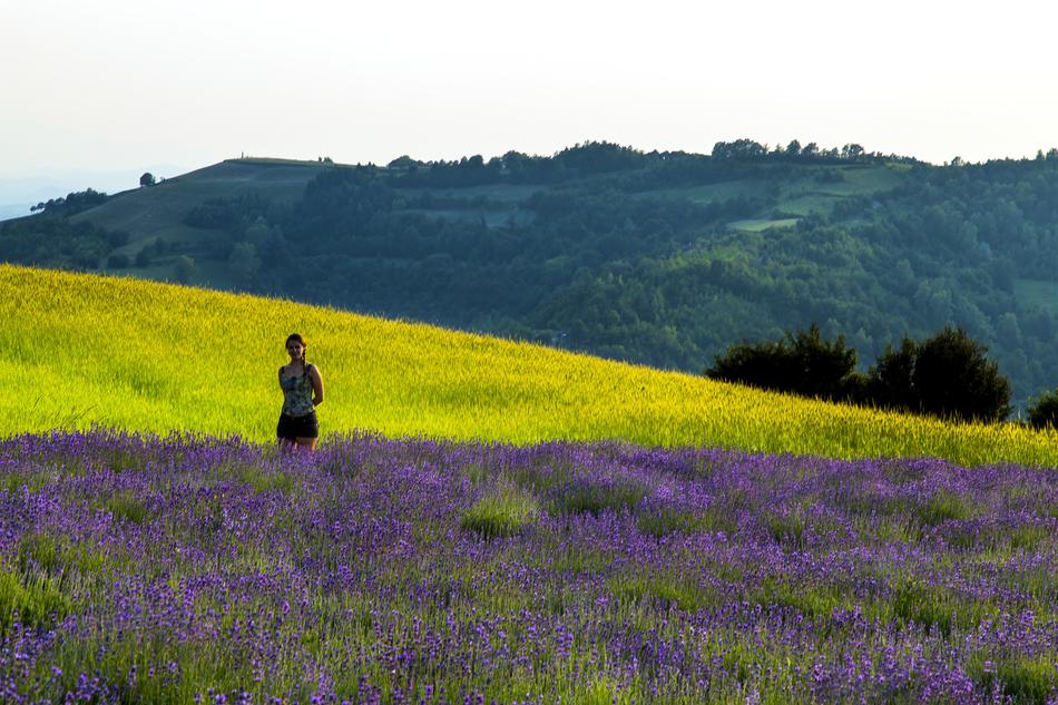 Lavender Sale San Giovanni Field