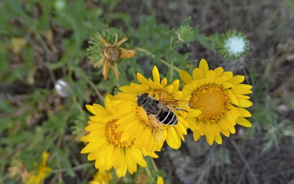 yellow flowers with bee landscape