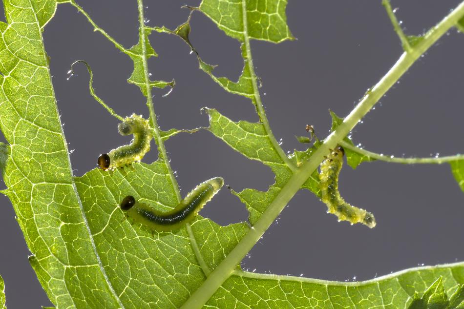 Sawflies Larvae Track Leaf Damage