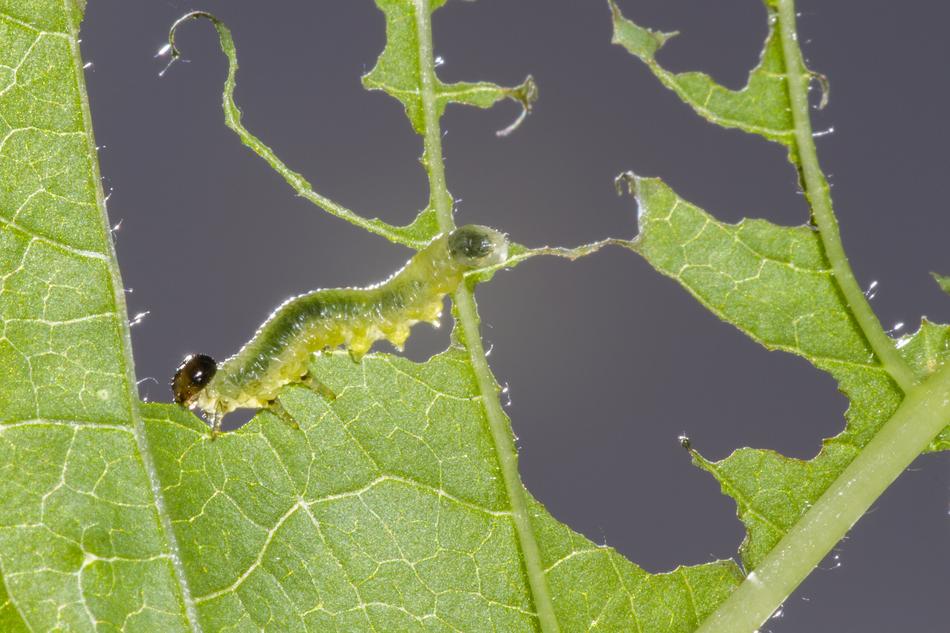 Sawflies Larvae Caterpillar Leaf