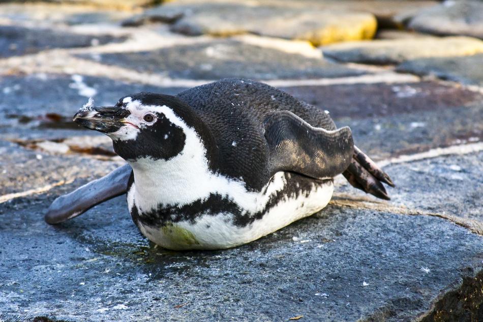 Beautiful and cute, white and black penguin, on the stones in Prague, Czech Republic