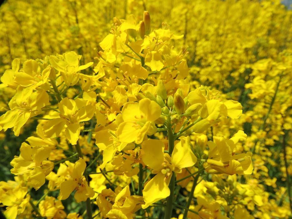 Natural Spring Rape Blossoms