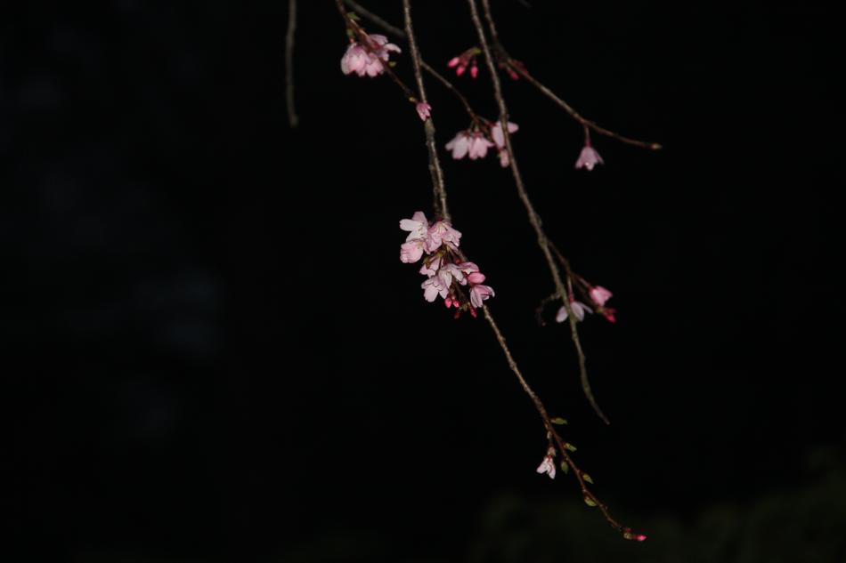 beautiful flowers on branches on a black background