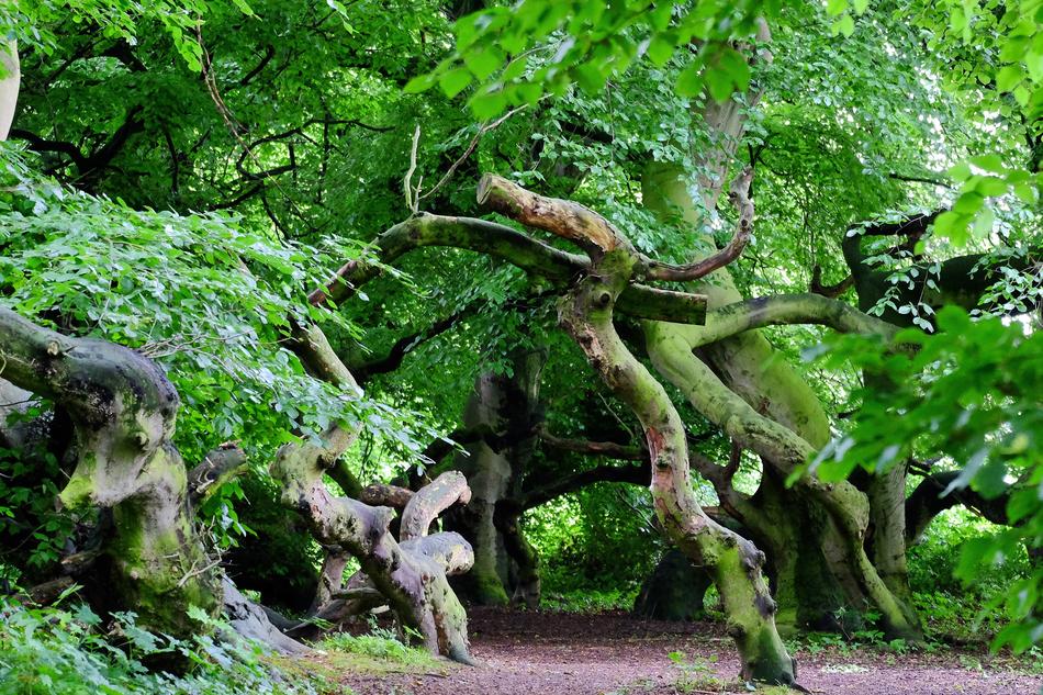 Beech Wood Avenue Trail