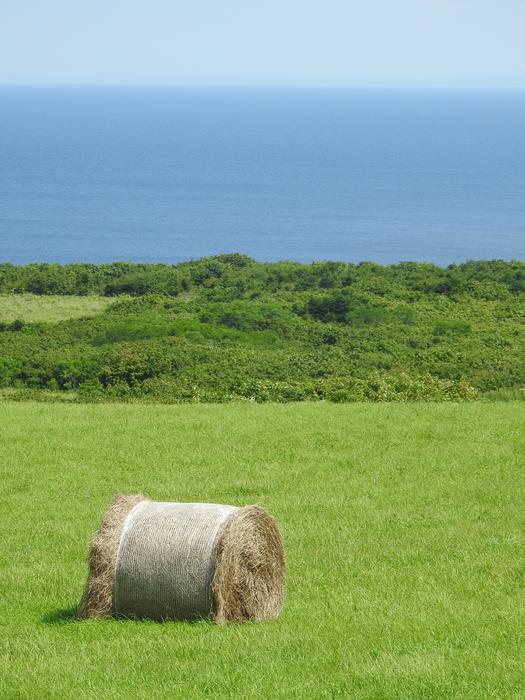 Sea Grass Hokkaido