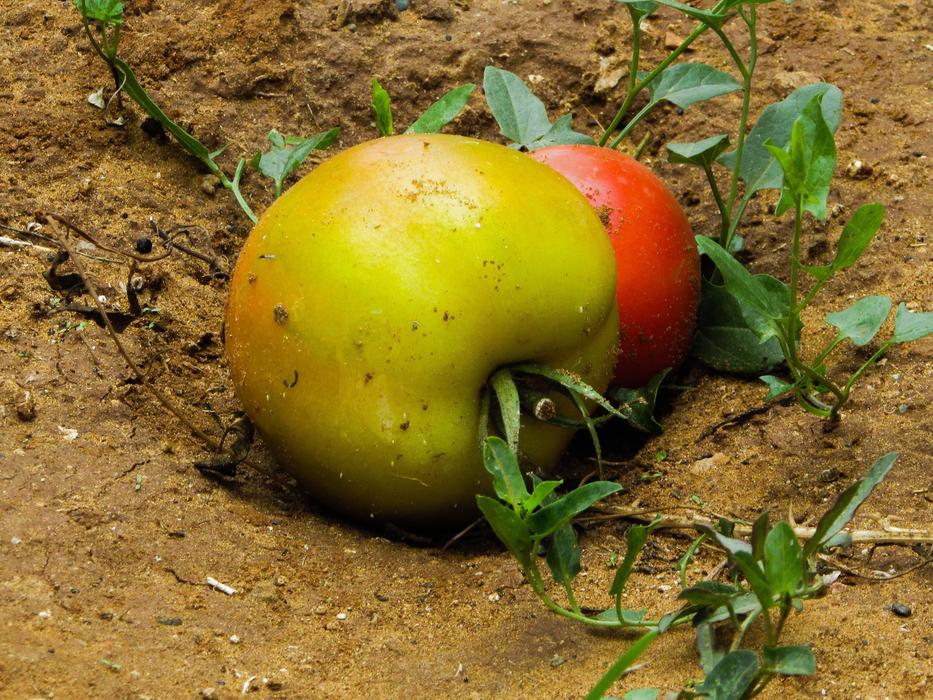 ripe tomatoes on the ground