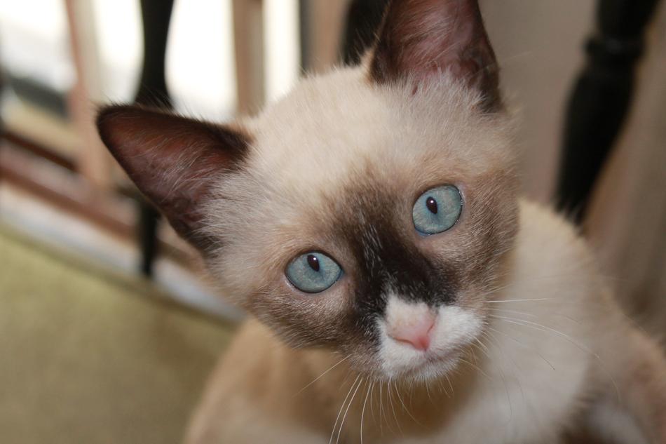 Kitten Siamese Cat macro blur