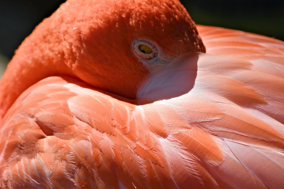 Flamingo Bird
