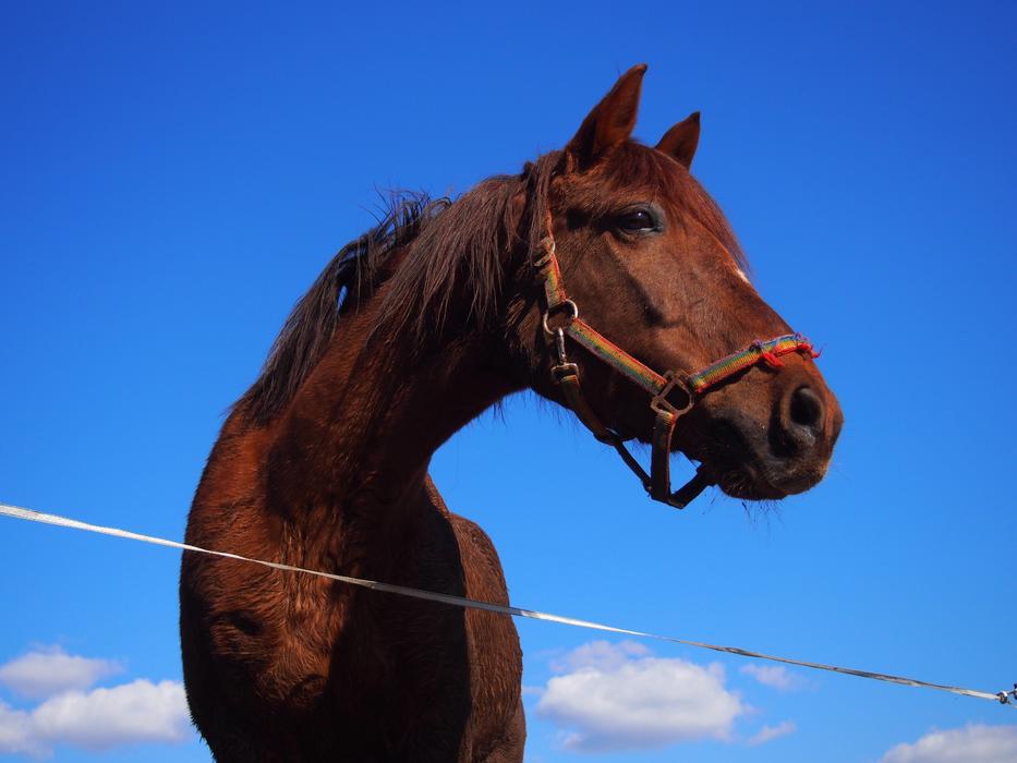 Horse Arabs Quarterhorse