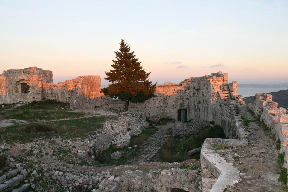 a tree on an old building