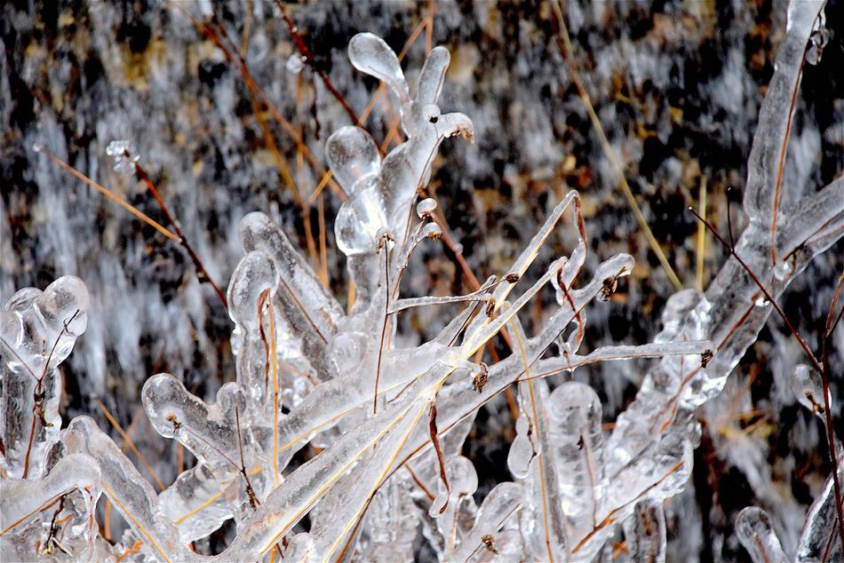 Beautiful, shiny ice crystals on the branches in winter